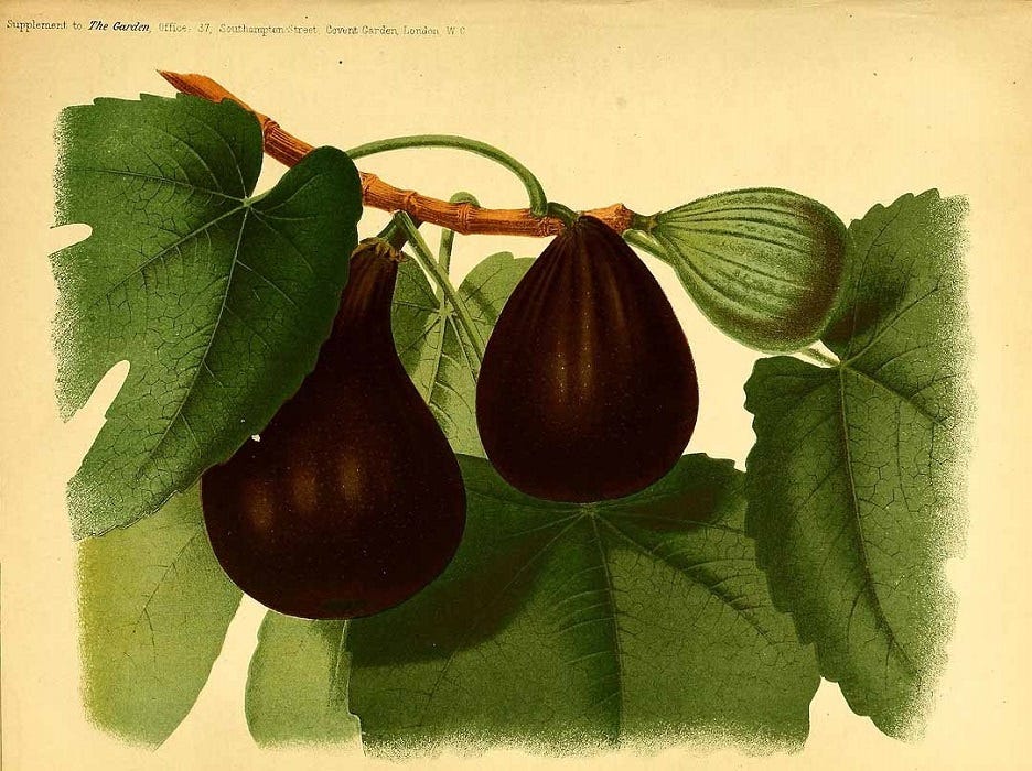Fig Botanical Art Fig Botanical Art