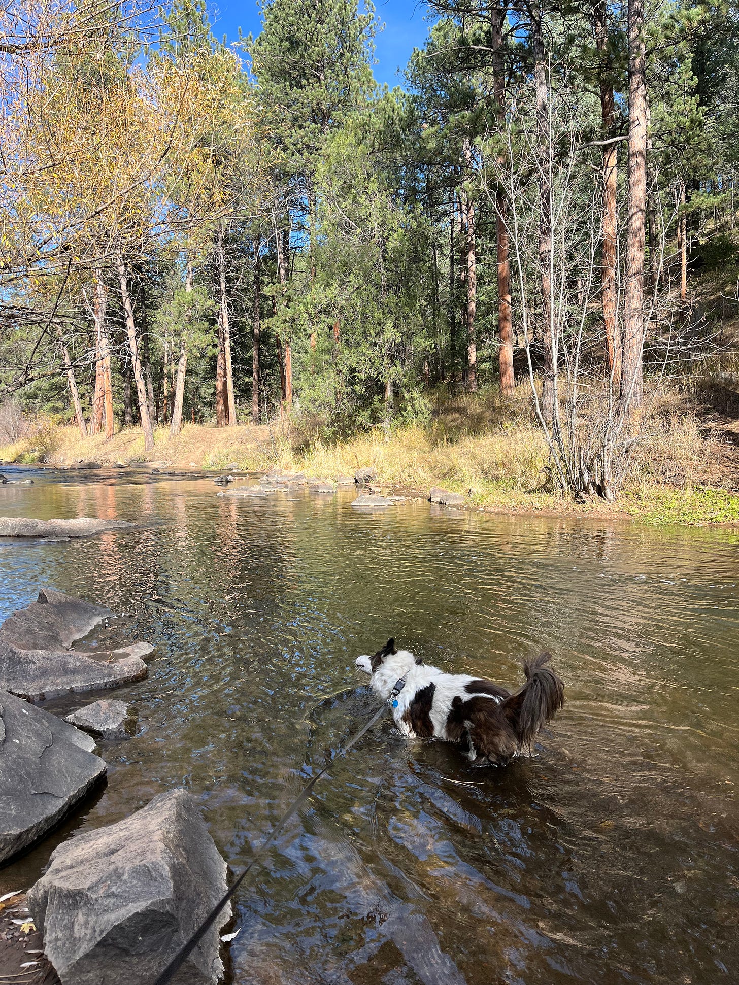 a border collie dog standing in the creek a border collie dog standing in the creek