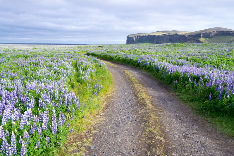 a winding dirt road cuts through lupines blooming in the Icelandic countryside