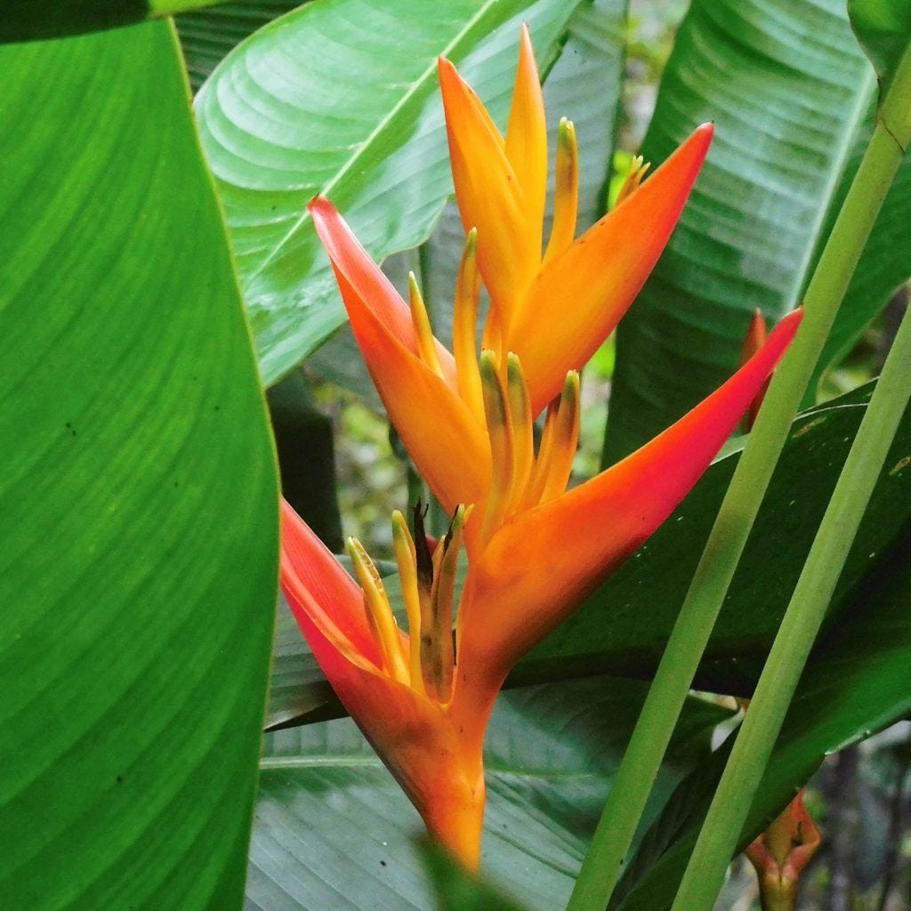 Heliconia (Lobster Claw; False Bird of Paradise) - A to Z Flowers
