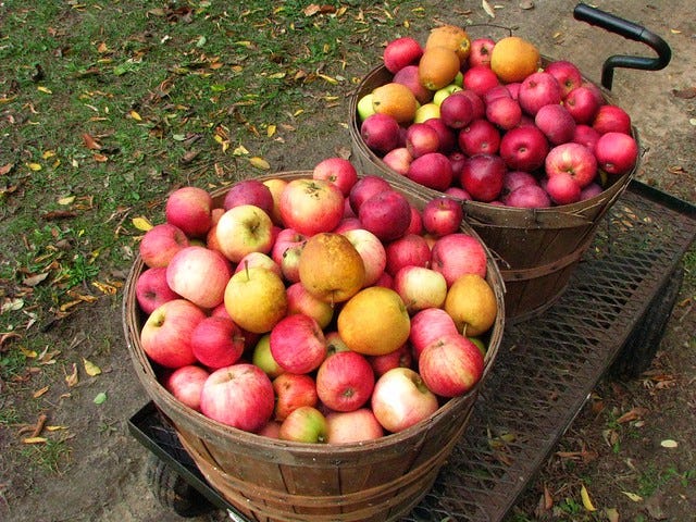 CakeWalk: Apples: Pressing, Cider, Vinegar, Pectin, Crisp.