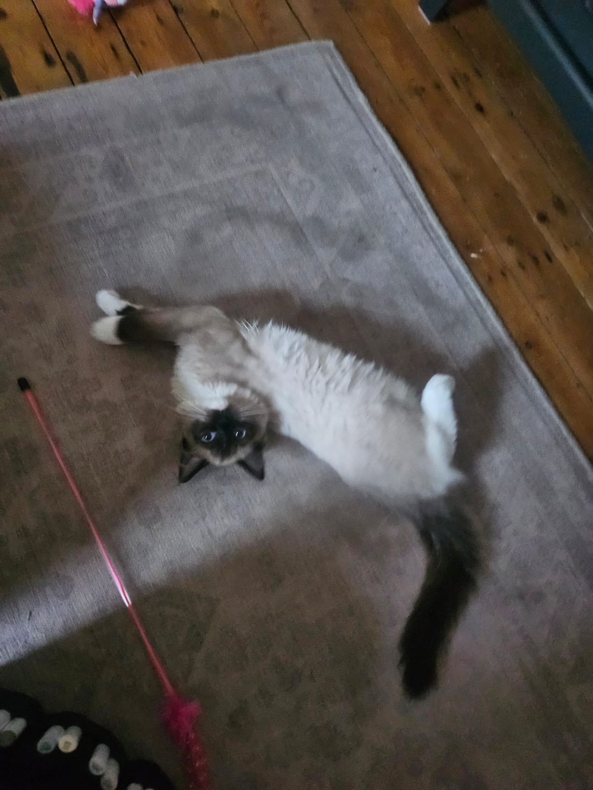 Colourpoint cat lying on a rug beside a pink cat toy during the Callie Kazumi Tarot DMs interview image series.