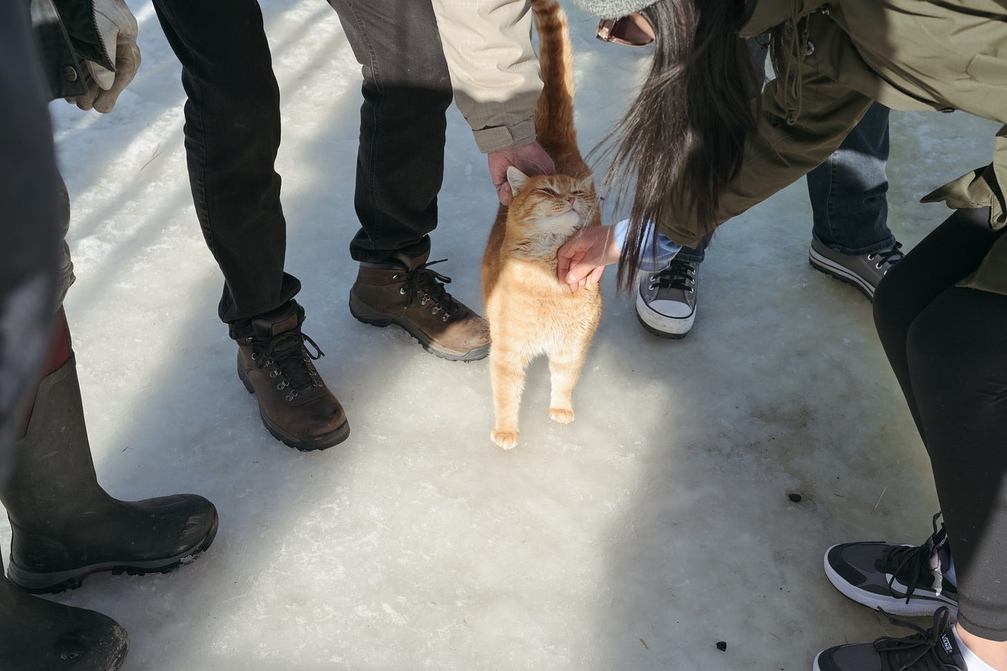 Ranch cat gets some love by us visitors