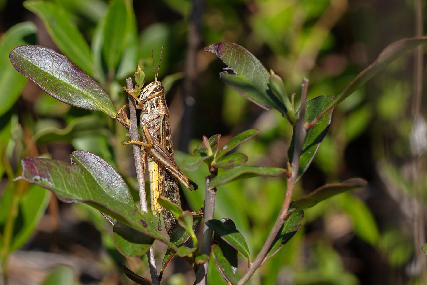 A large grasshopper with lines and rectangles and other shapes, in colors like brown, salmon pink, yellow, black, a little green, and gold. The grasshopper is shown in profile, vertical, clinging to a thin branch with oval green, red-edged leaves. There are a lot of leaves in the photo, but the grasshopper can't hide!