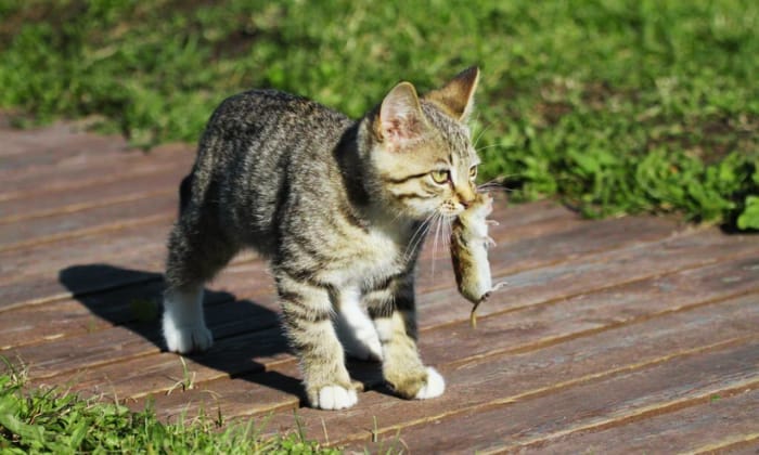 Cats vs Mice and Why Do Cats Hunt Mice?
