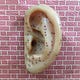 The Auricle