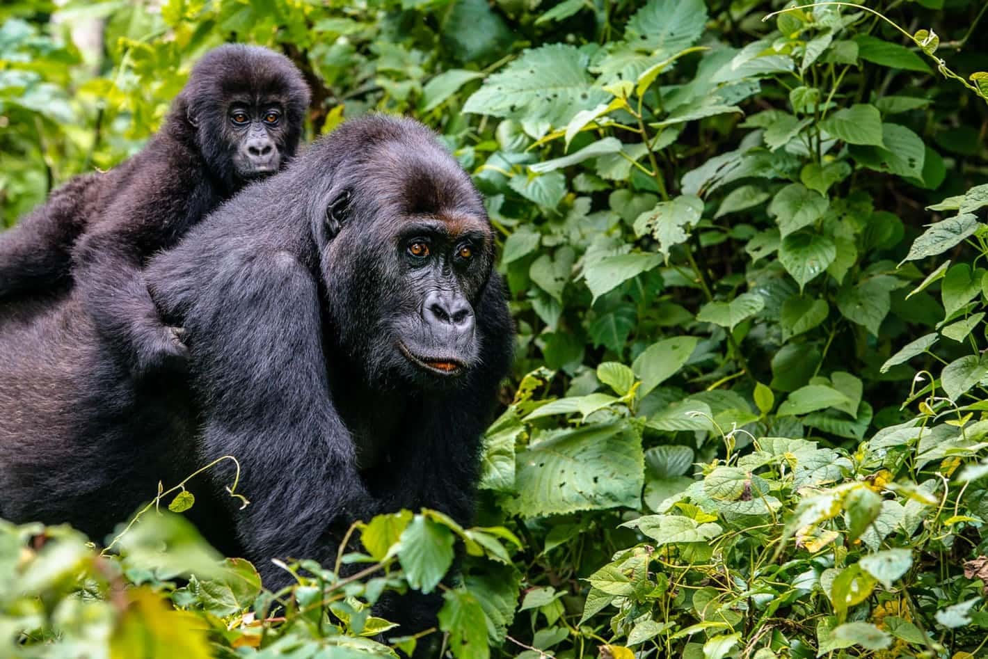 Virunga National Park - Achieve Global Safaris - Tour Congo Virunga National Park - Achieve Global Safaris - Tour Congo