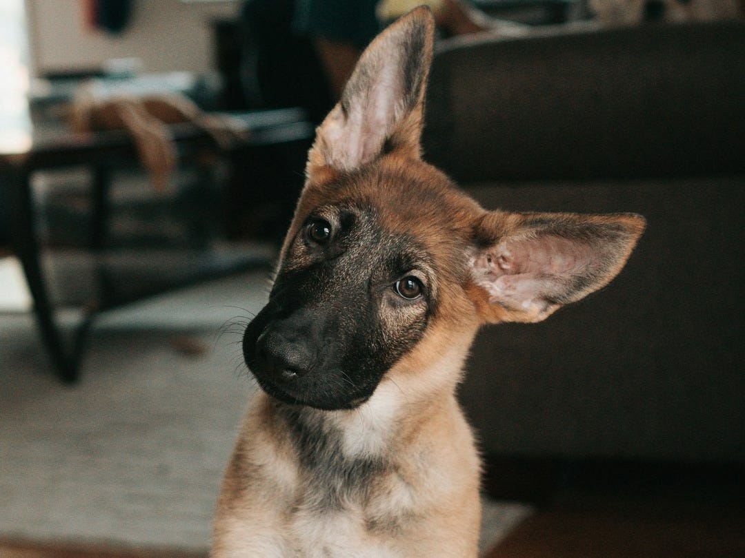 brown and black german shepherd puppy