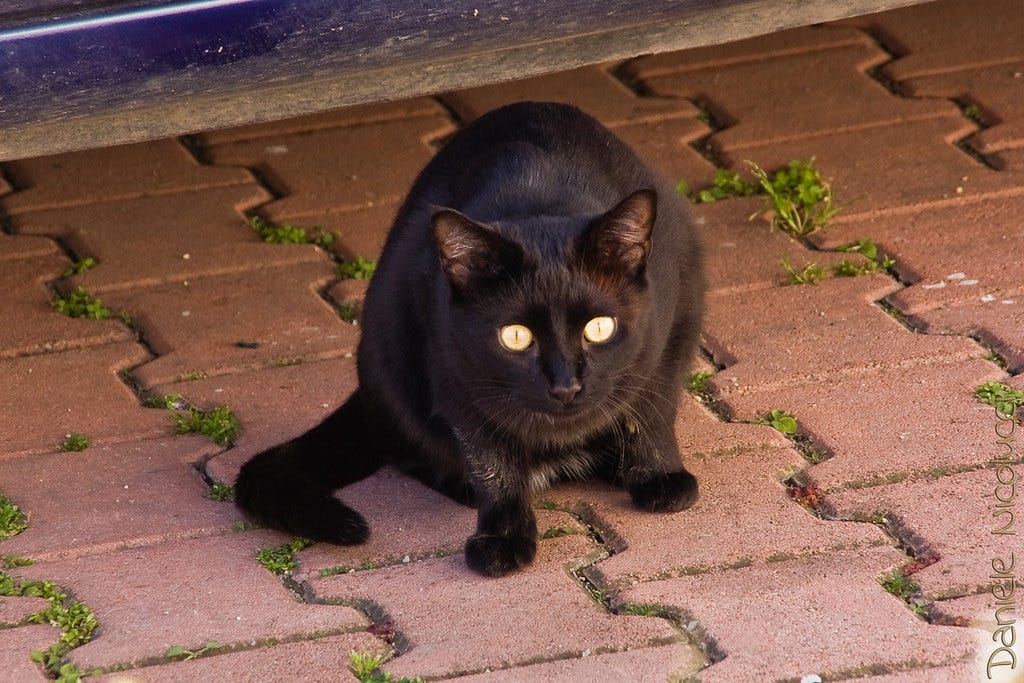 Fight or flight? | Why do I feel so numb Is it something to … | Flickr