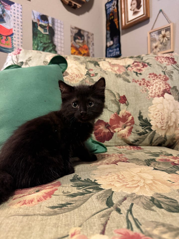 A black kitten