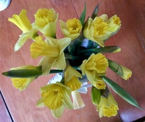 daffydills daffydills