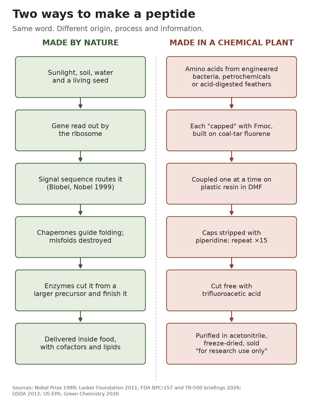 Side-by-side flowchart of how nature makes a peptide versus how a chemical plant makes one