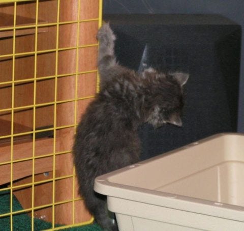 Kali Kitten-Proof Kali Kitten-Proof
