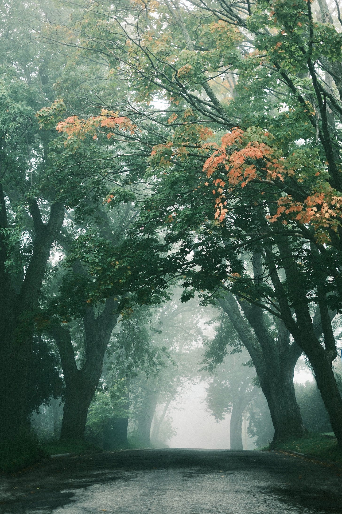 Foggy street