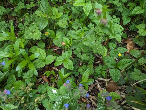 Clockwise, from top left: Bugleweed battling it out with Creeping Buttercup near the minipond, Apple Mint trying to assert itself over Herb-Robert, Mock Strawberry threading through the Creeping Buttercup, Common Silverweed forcing its way through a tangle of Red Campion, Common Silverweed meeting its match with Wild Strawberries (there’s even a Sunchoke here if you look carefully)