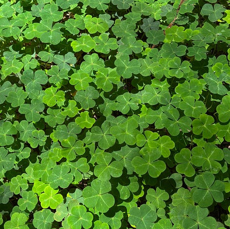 close up views of redwood tree bark and clover