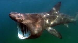 Basking shark - Facts, Diet, Habitat ...