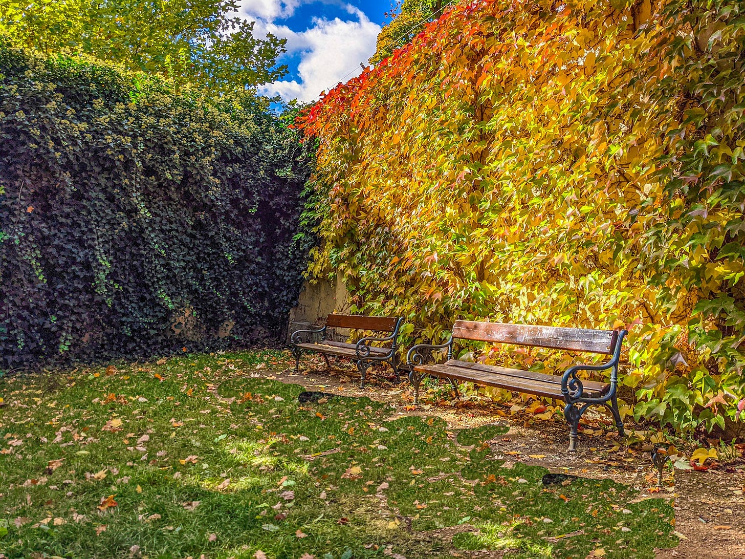 Two park benches in front of a wall covered with red and gold ivy. 
