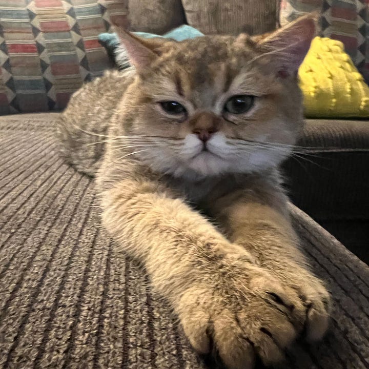 A gallery of 4 photos of the two cats. Kevin relaxing on the sofa with arms stretched out front. Luisa peeking out from inside a Pepsi case box. Baby Luisa looking down. Kevin lying on his side.