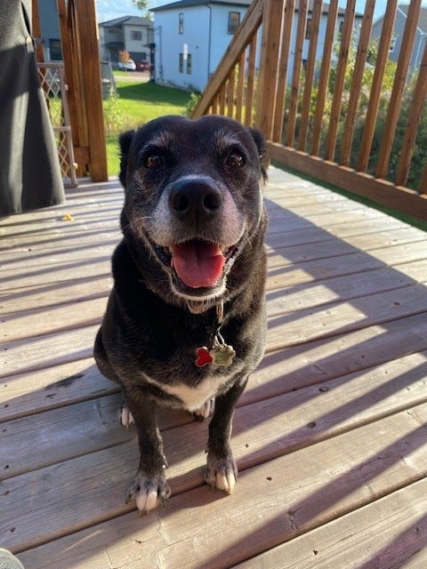 Black dog sitting on deck, facing camera, smiling