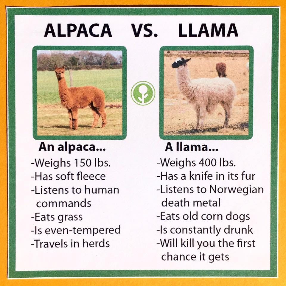 Alpaca vs. Llama : r/funny