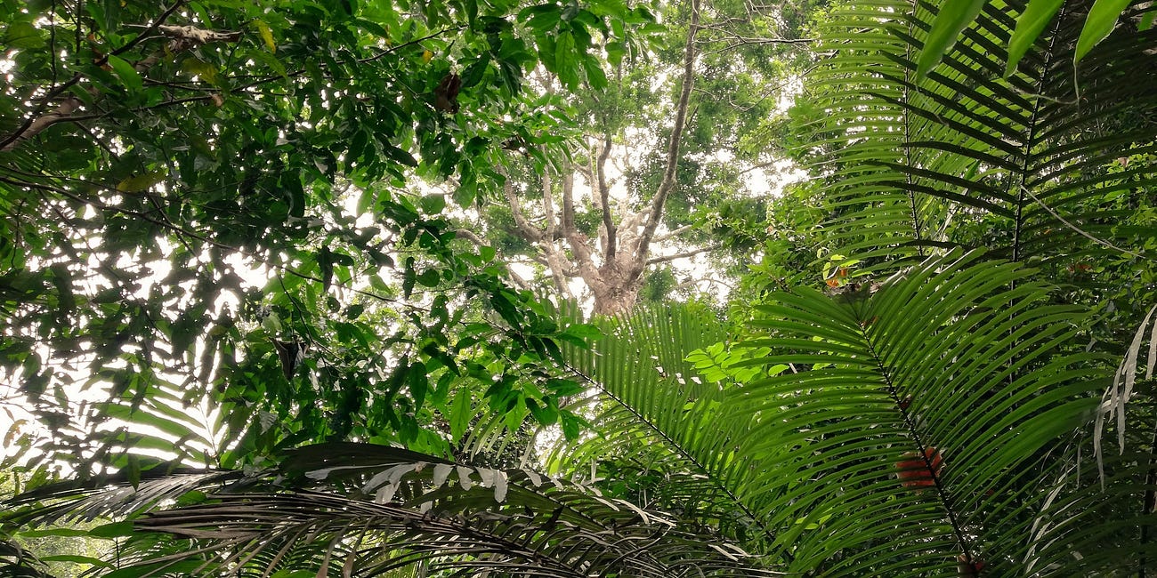 Following the Call of a Plant