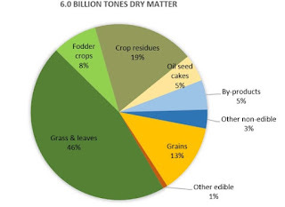 Are pigs eating our food?