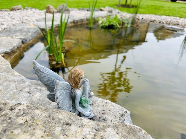 Our new wildlife pond