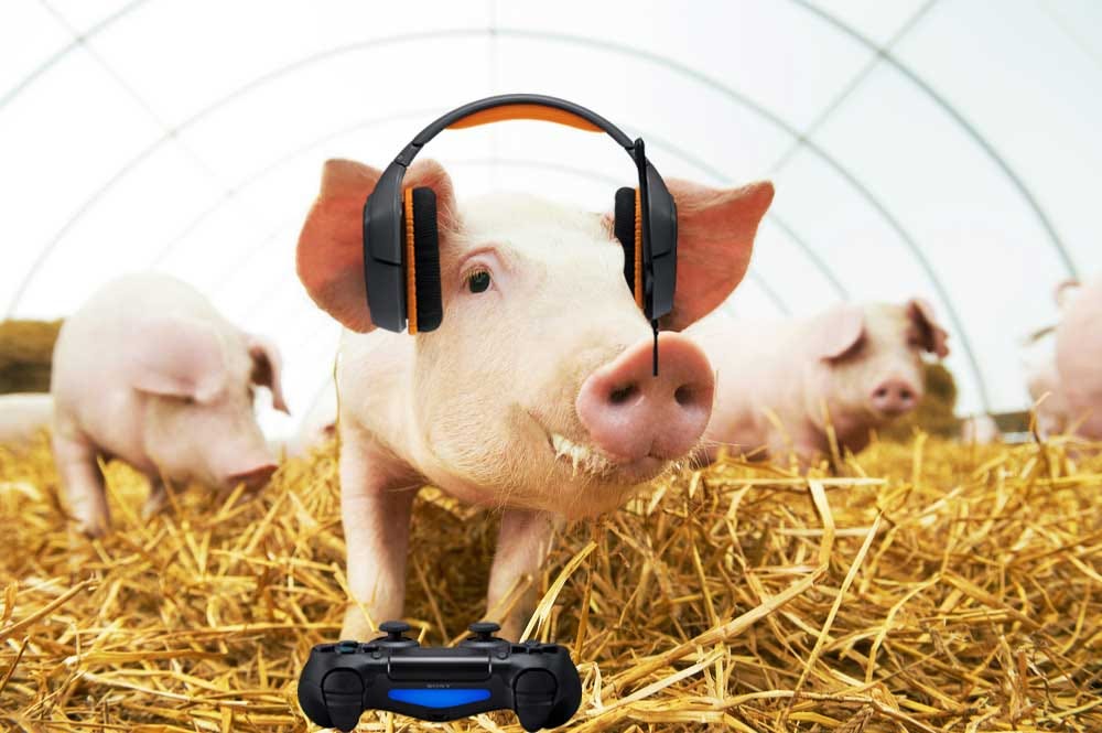 Pigs Play Video Games