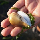 Understanding Wild | CURRICULUM