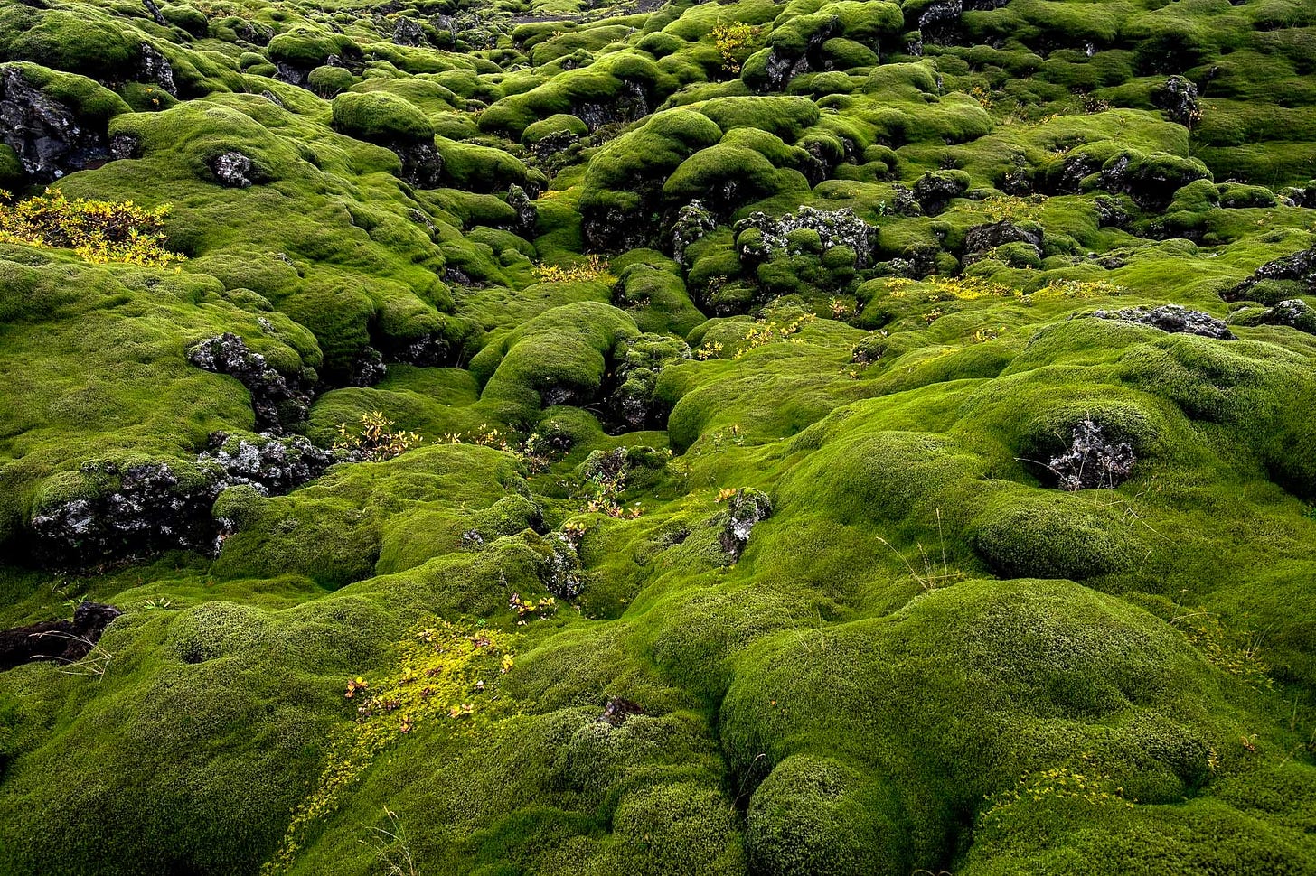 a photograph by Frédéric Demeuse of bumpy, moss-covered ground