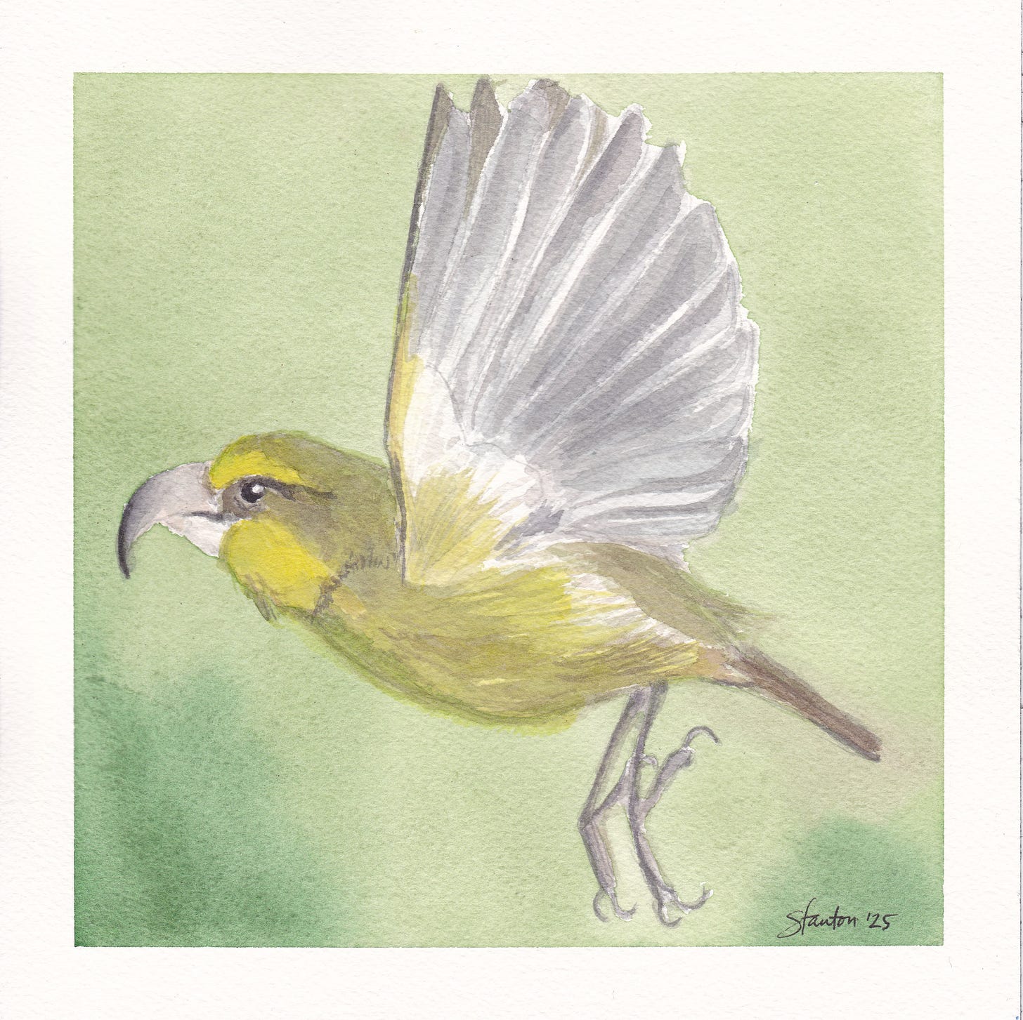 Third watercolor portrait of a Kiwikiu in flight, Stanton Chan, 2025