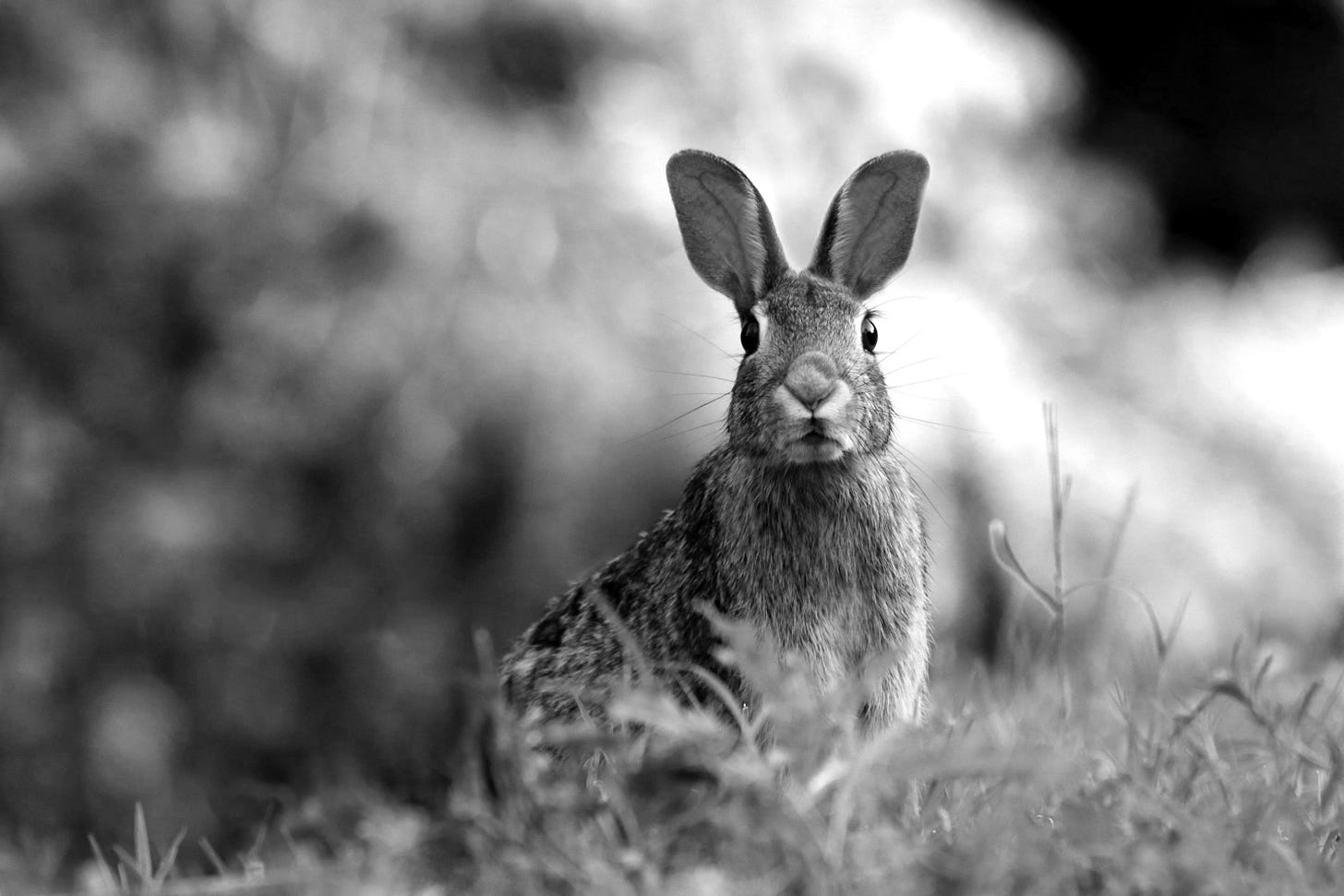 selective focus photography of brown rabbit selective focus photography of brown rabbit