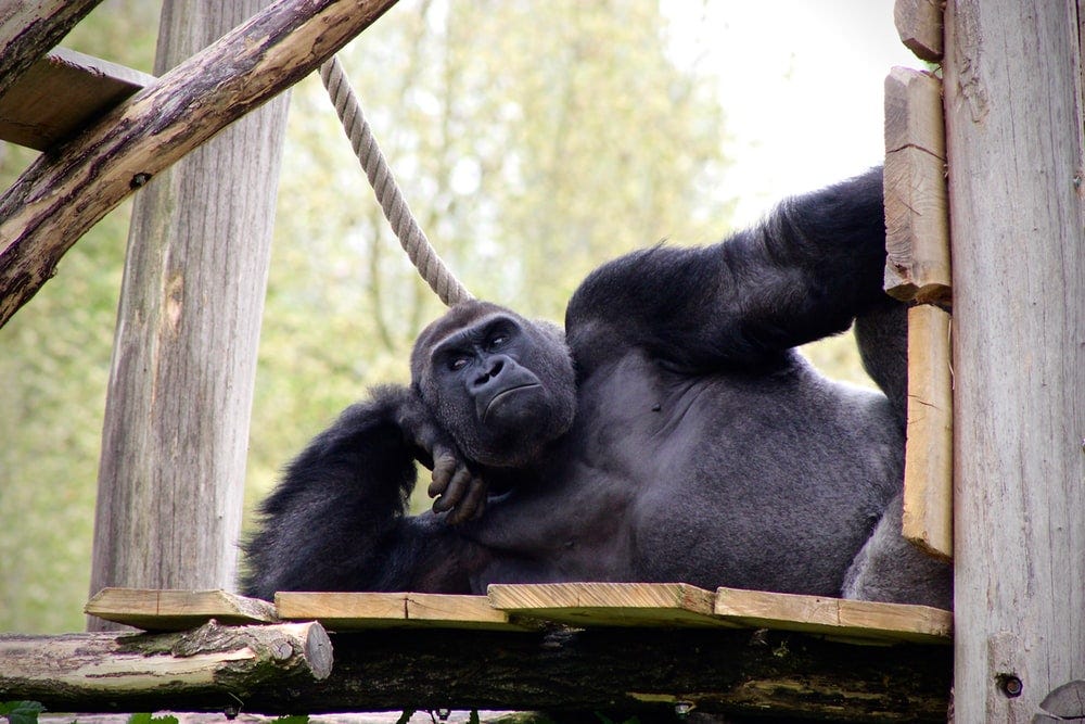 black gorilla lying on wooden surface black gorilla lying on wooden surface