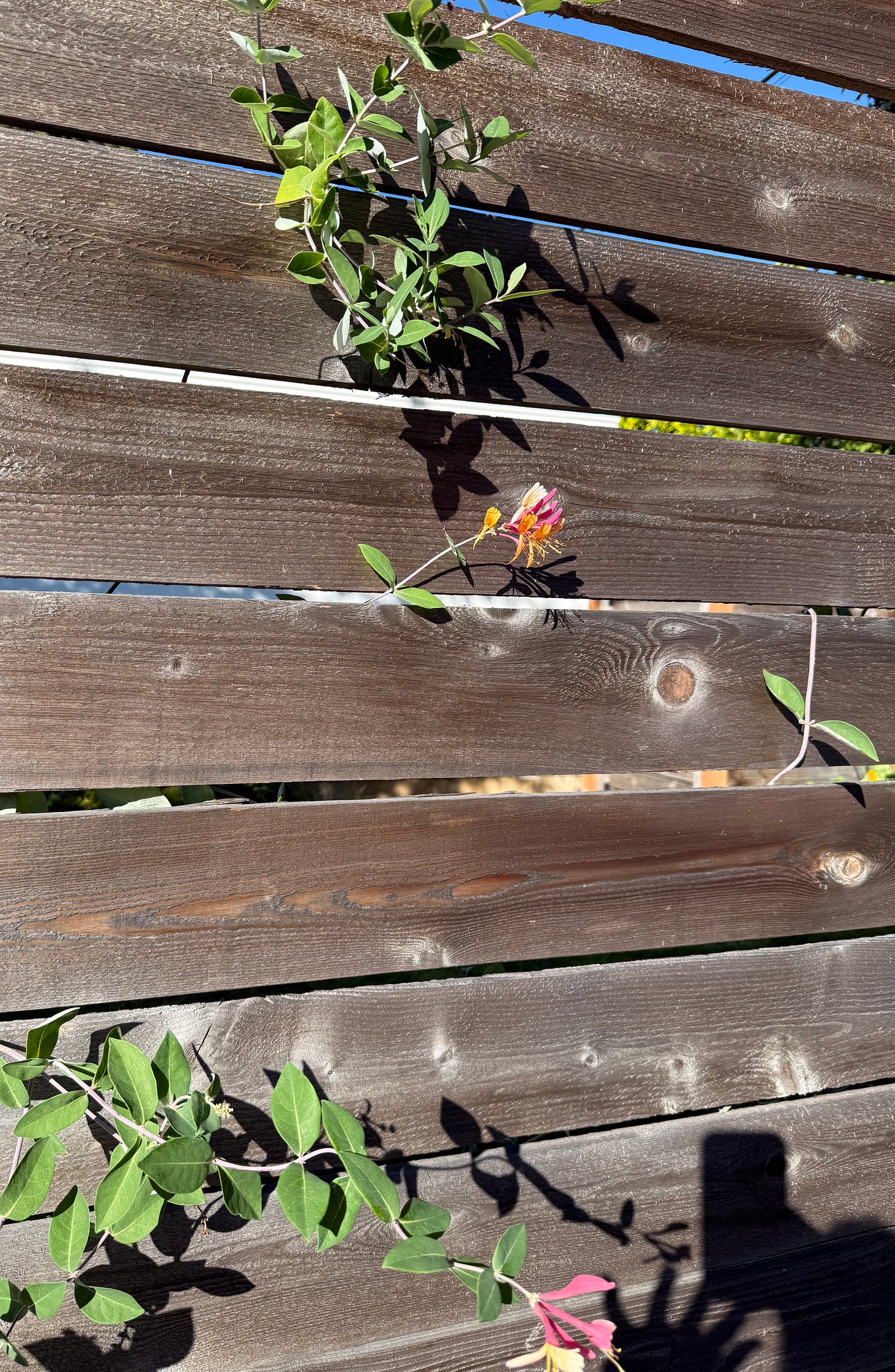 Horizontal wooden boards with green leaves and pink flowers