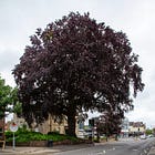 125. Old Town Copper Beech