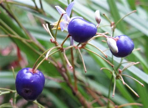 Dianella [Fruit 1].jpeg