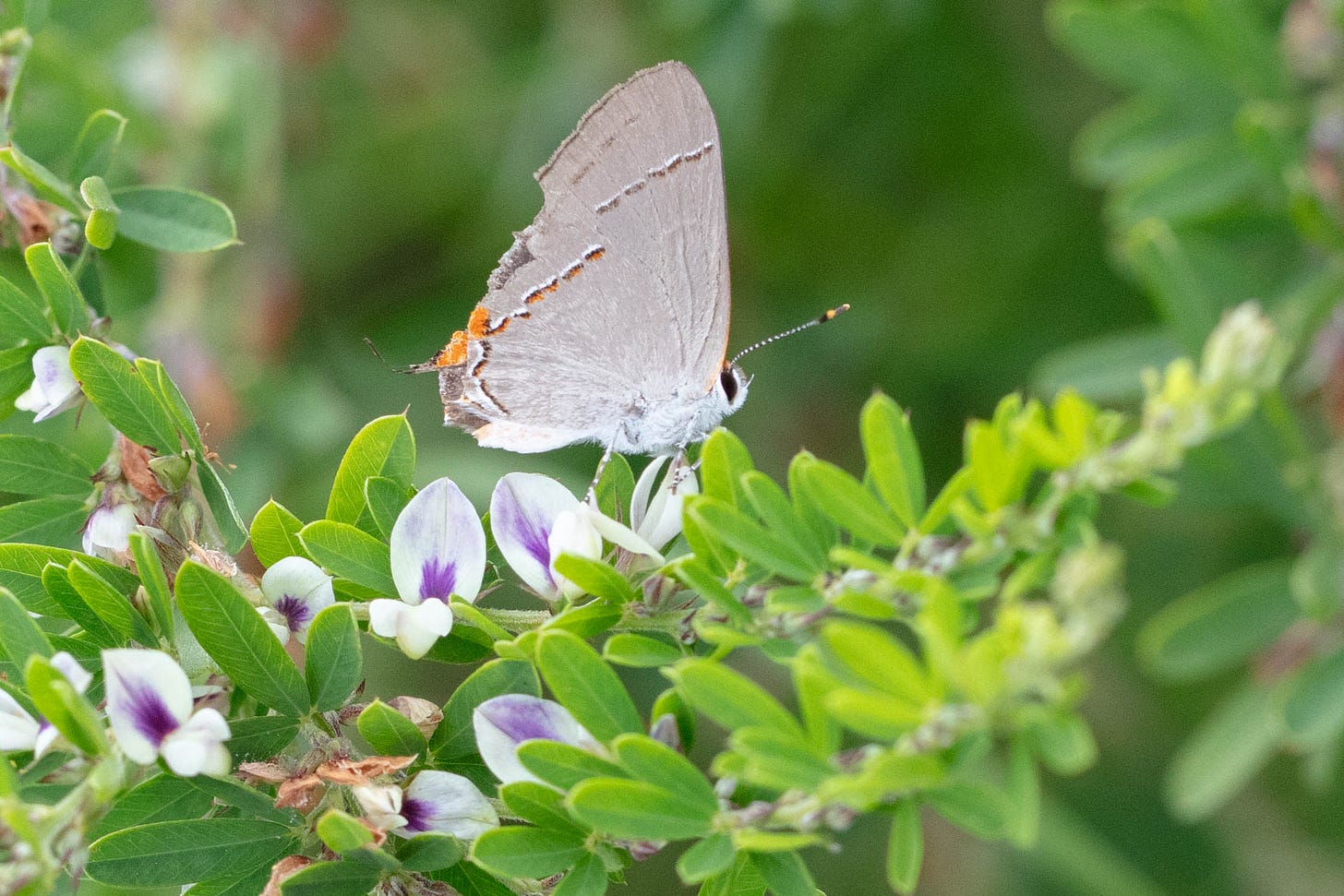 Small pale gray butterfly with bright orange markings, on a plant with small leaves and small white flowers with a splash of violet near the center