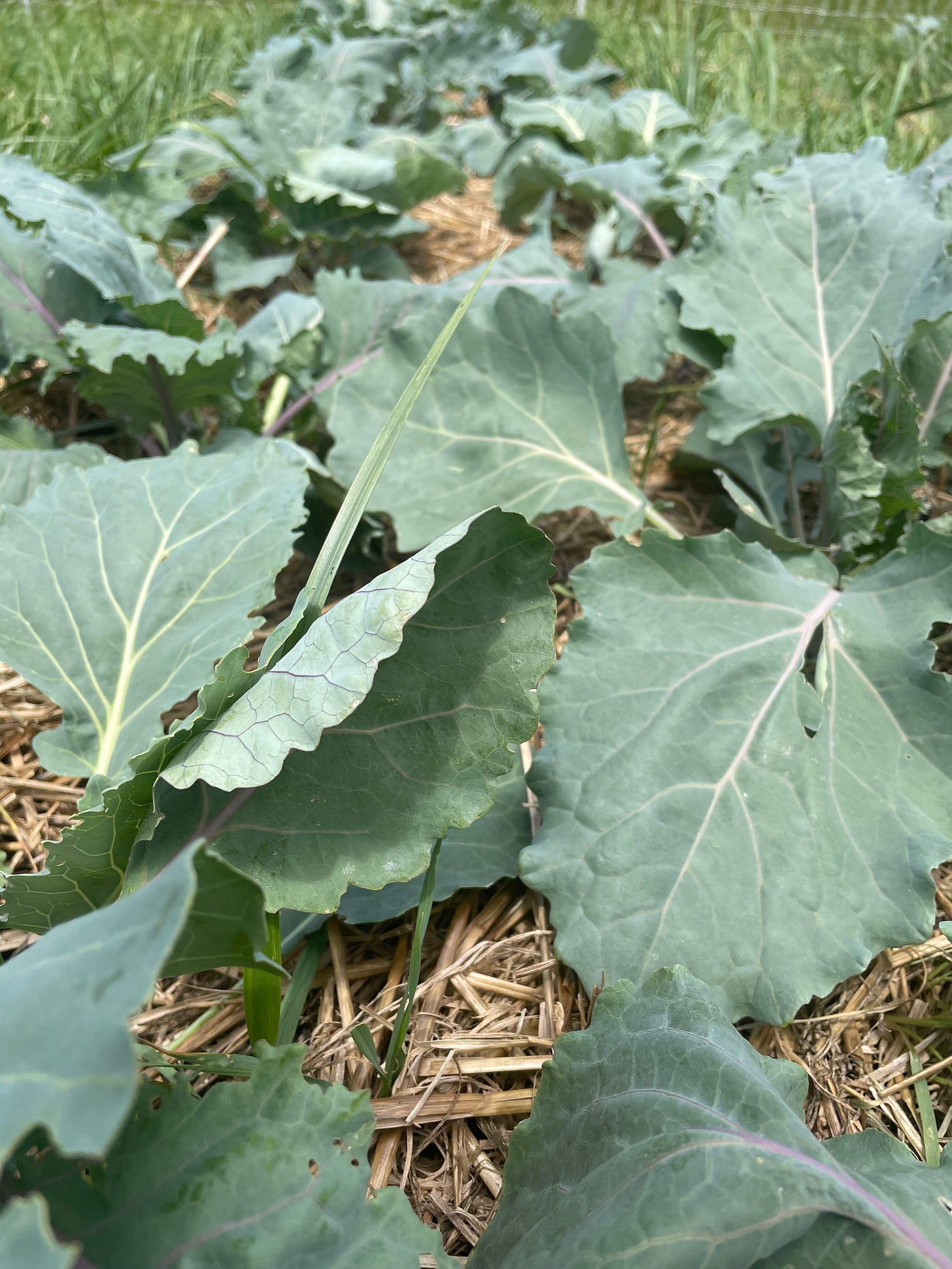 a row of collard greens