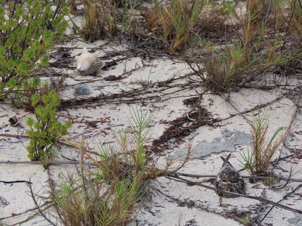 Antillean Nighthawk Chick & Adult