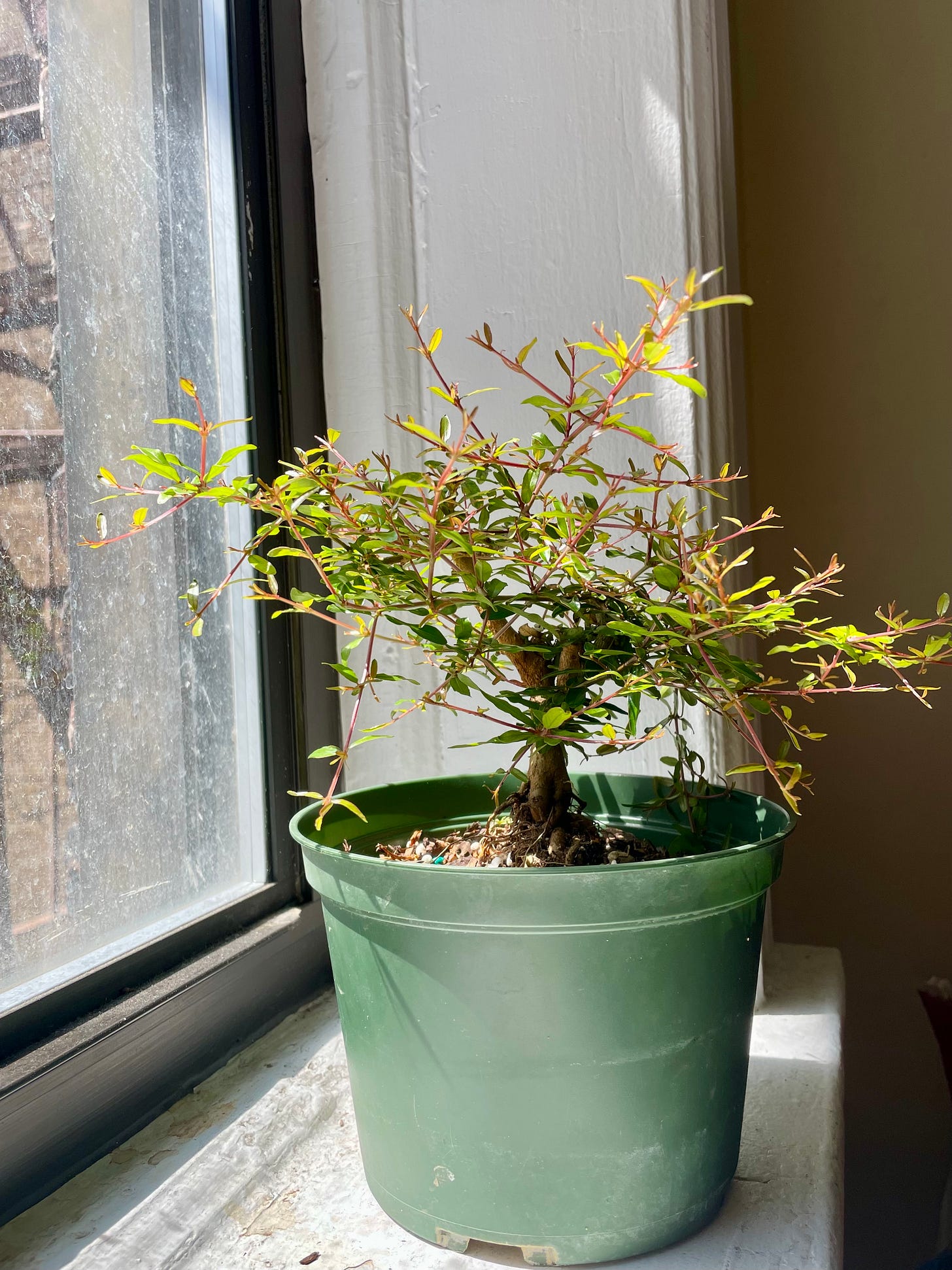 ID: Tree
