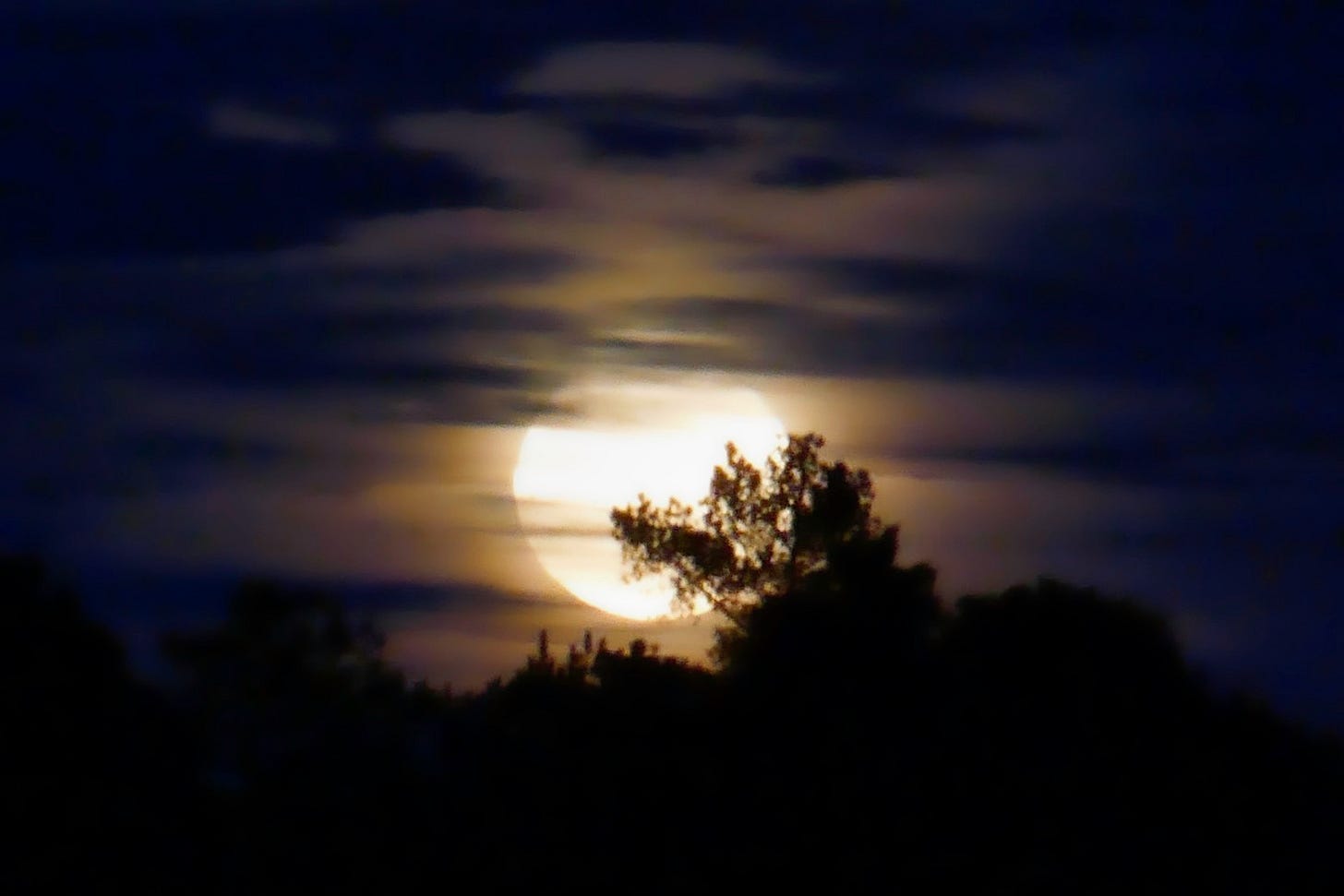 The full moon with a whisp of clouds streaking across and the mon partially hidden by the trees in the foreground