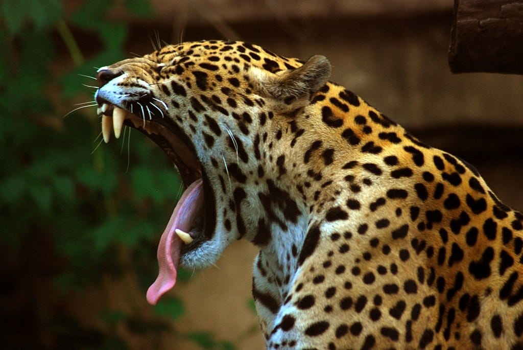 Foto em ambiente externo,  fundo desfocado com folhagens. Em primeiro plano, uma onça de perfil com a boca enorme aberta e dentes a mostra.