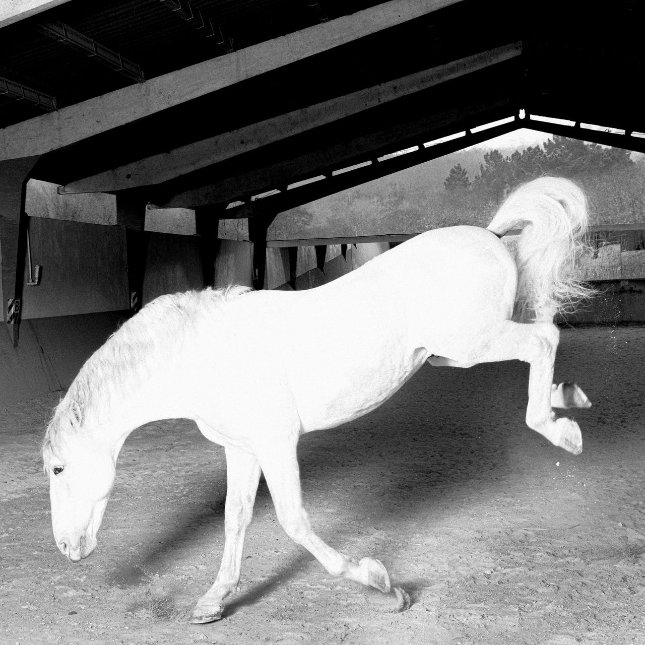 Ataque Escampe - Querido diario