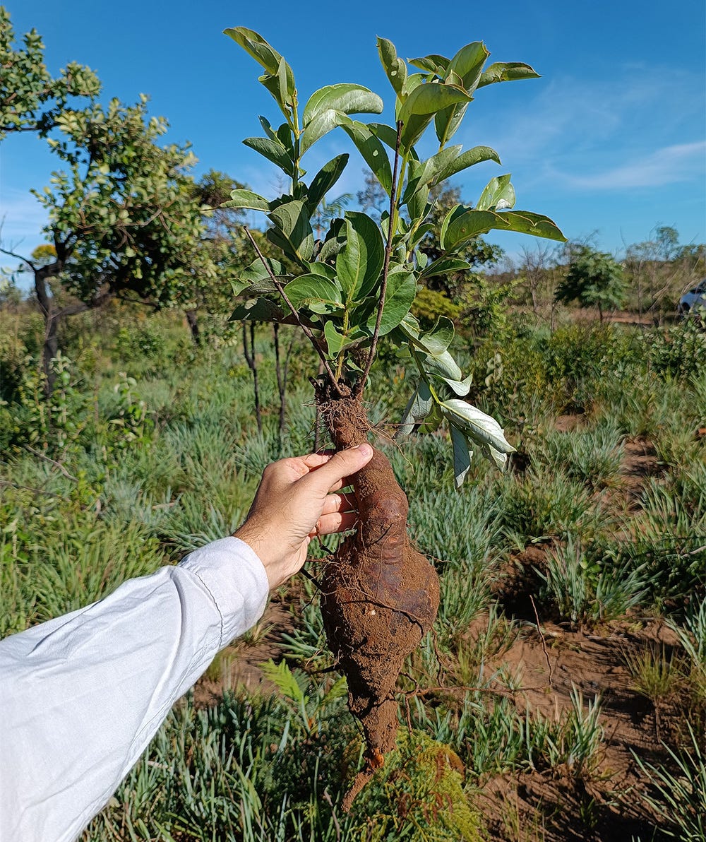 A imagem contém uma planta de pequeno porte com um grande órgão subterrâneo