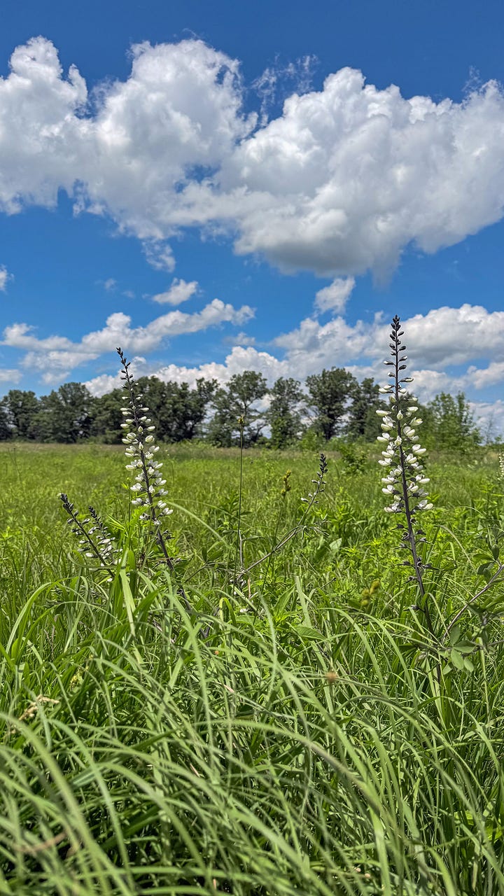 Close up of native flowers in a grassy prairie. The view from a look out - showing bright blue sky, puffy white clouds, and vibrant green grasses.