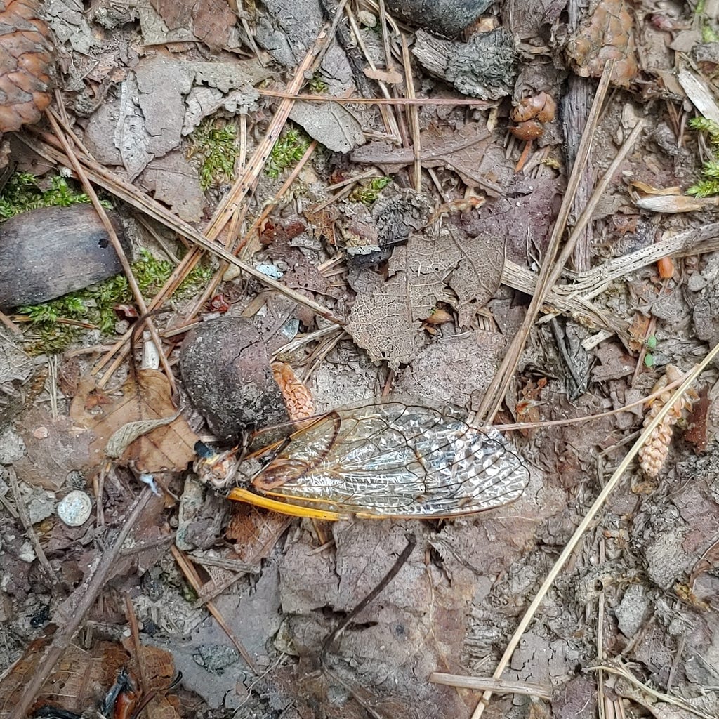 An orange-veined cicada wing lying on a brown leafy forest floor