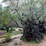 The Oelberg