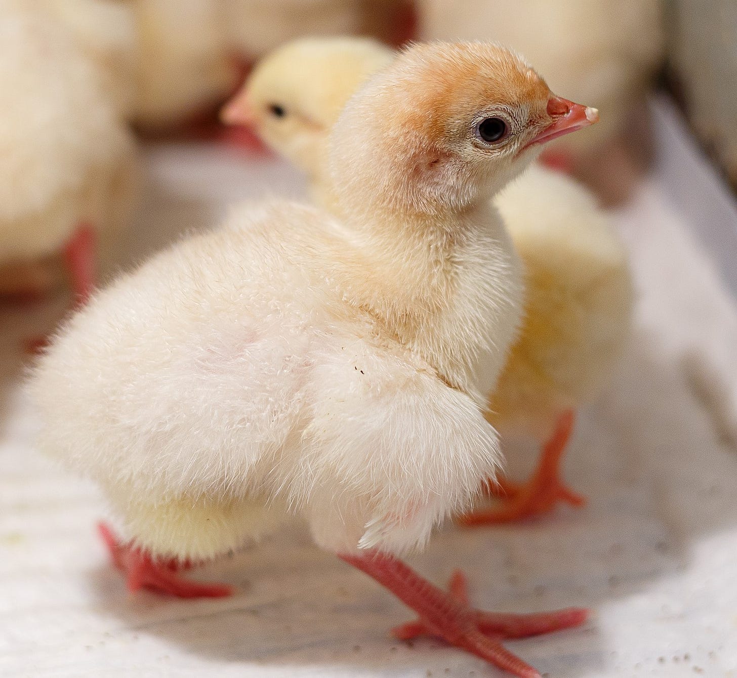 Turkey Poult, days-old baby turkey, Broad-Breasted White Breed