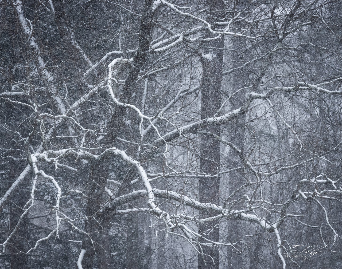 Snowy tree portrait in Athens, Ga